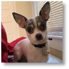 Pearl - Female Chihuahua