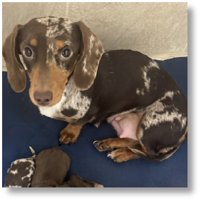 Sally - Chocolate & Tan Dapple Longhair Female Miniature Dachshund