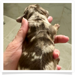Autumn - AKC Chocolate & Tan Dapple Longhair Female Miniature Dachshund Puppy