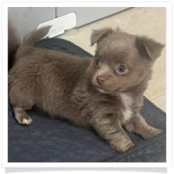 Tina - Long Hair Female Chihuahua Puppy