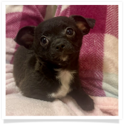 Bree - Black Female Chihuahua Puppy