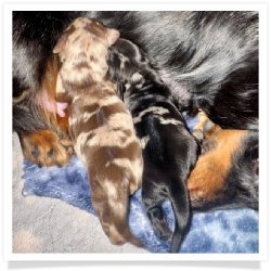 Winter - AKC Black Dapple Longhair Female Miniature Dachshund Puppy
