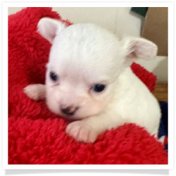Kitty - White Long Hair Male Chihuahua Puppy