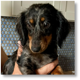 Cherie - ACK Black and Tan Dapple Longhair Female Miniature Dachshund