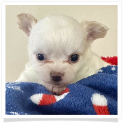 Snowflake - White Long Hair Male Chihuahua Puppy