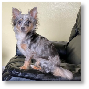 Squeaky - Merle Longhair Female Chihuahua