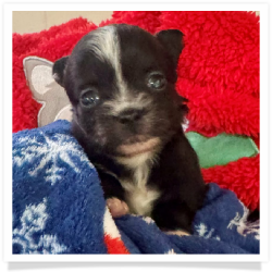 Critter - Black & White Long Hair Male Chihuahua Puppy