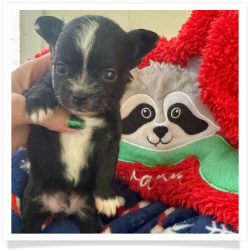 Critter - Black & White Long Hair Male Chihuahua Puppy