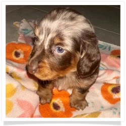 Chip - Chocolate & Tan Dapple Long Hair Male Miniature Dachshund Puppy