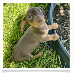 Coco - Chocolate & Tan Smooth Coat Female Miniature Dachshund Puppy