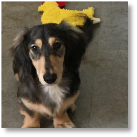 Noah James - AKC Cream and Black Dapple Longhair Male Miniature Dachshund