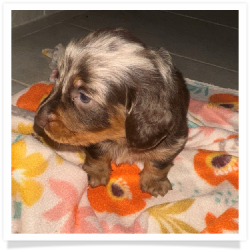 Chip - Chocolate & Tan Dapple Long Hair Male Miniature Dachshund Puppy